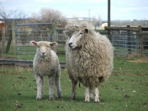 Cotswold Sheep